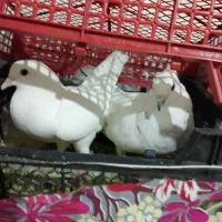 کبوتر تهرانی