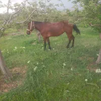 اسب|اسب و تجهیزات اسب‌سواری|اهر, |دیوار