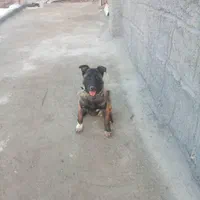 سگ مانینیوز|سگ|سنندج, |دیوار