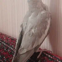 عروس هلندی سخنگو دستی