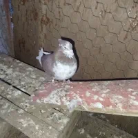 یه سرخ سینه سفید کاکلی