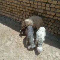 بره