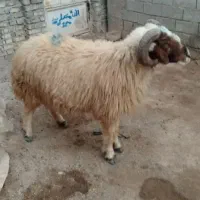 قوچ. اهواز|حیوانات مزرعه|حمیدیه, |دیوار