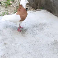 طوق زرد
