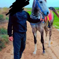 اسب
