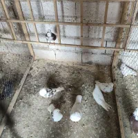 لانه سگ و تعدادی کبوتر|پرنده|رشت, حومه رشت|دیوار