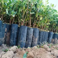 فروش نهال پسته|خدمات باغبانی و درختکاری|زرند, |دیوار