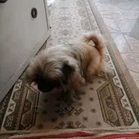 نژاد پیکینیز