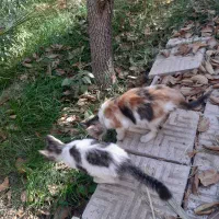 گربه رایگان