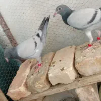 یک جفت جوجه مسافتی اصل