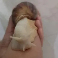 حلزون