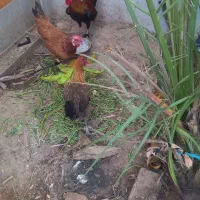 خروس و مرغ|حیوانات مزرعه|کارون, |دیوار