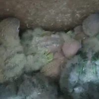 جوجه کوتوله