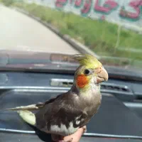 عروس هلندی ۲نیم ماهه