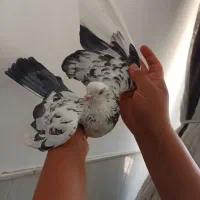 کفتر کبوتر
