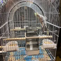 عروس هلندی باقفس