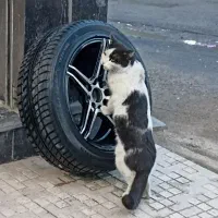 لاستیک بالانس