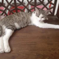 واگذاری گربه|گربه|چهارباغ, |دیوار