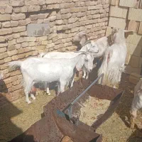 سه تا بز شیرا