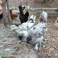 مرغ و خروس میناتوری