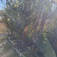 نهال و درخت روتبال پایان کار بزرگ تنومند تنه دار|خدمات باغبانی و درختکاری|فلاورجان, |دیوار