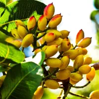 یک-هکتار-باغ-پسته-با-شش-ساعت-آب-چاه-سنخواست