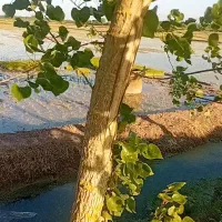 فروش-شالیزار