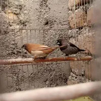 فنچ بنگالی. نرگسی.طوطی برزیلی