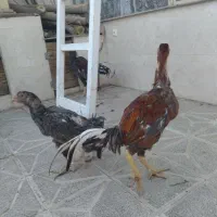 خروس مرغ لاری افغان خوش رنگ