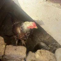 خروس و مرغ