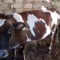 گاو ونری الپاین فروشی راور