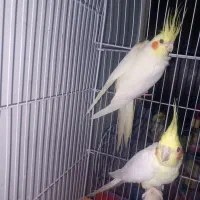 عروس هلندی مولد|پرنده|اراک, |دیوار