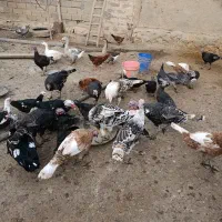 بقلمون نر و ماده خانگی|حیوانات مزرعه|کبودرآهنگ, |دیوار