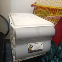 طوطی|پرنده|میانه, |دیوار