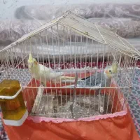 نرماده بالغ