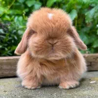 پایگاه پخش خرگوش مینییاتوریو مینیلوپ واکسن زده|موش و خرگوش|اصفهان, خانه اصفهان|دیوار