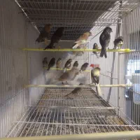 فروش کلی قناری