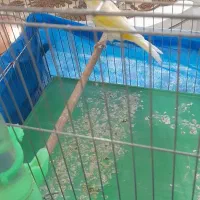 قناری جفت|پرنده|اصفهان, شیخ اشراق|دیوار