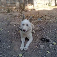 سگ هاسکی سفید بار دار|سگ|شیراز, گویم|دیوار