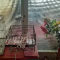 قفس با وسیله اش|لوازم جانبی حیوانات|تهران, فرزانه|دیوار