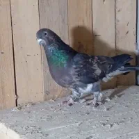 سور نر خوشگل