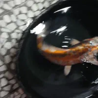 فروش ماهی اندازه ۳۰ سانتی متر