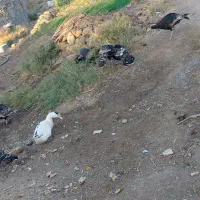 بوقلمون|حیوانات مزرعه|خواف, |دیوار