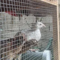 مرغ آمریکایی و سیلور