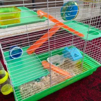 همستر|موش و خرگوش|قروه, |دیوار