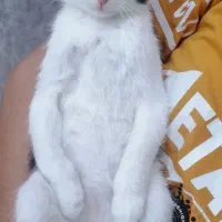 واگذاری گربه