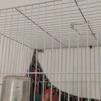 دو عدد کوتوله|پرنده|صادق آباد, |دیوار