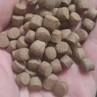 خوراک ماهی قزل