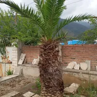 درخت نخل زینتی
