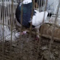 کبوتر طوقی نر